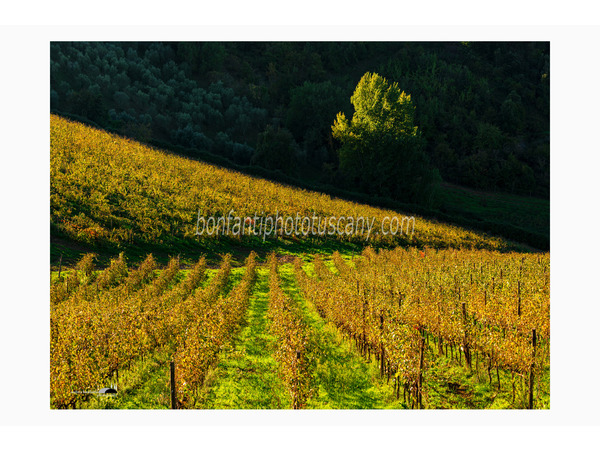 Chianti Vineyards and Villages Photo Tour with A. Bonfanti ph